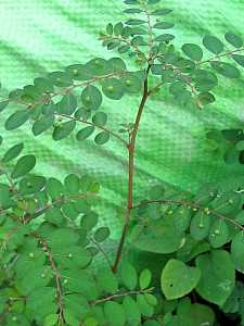 Phyllanthus urinaria_1 Quincy Village.JPG